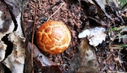 四川人在线等：吃得吗？