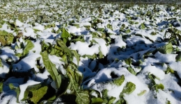 Space-bred seeds thrive on world's highest plateau in Xizang