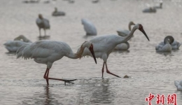 超60万只候鸟抵达亚洲最大的越冬候鸟栖息地——鄱阳湖湖区栖息越冬