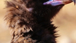 玉树巴塘乡迎秃鹫光临 珍稀身影彰显生态之美