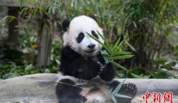 广州半岁大熊猫“妹猪”萌态十足