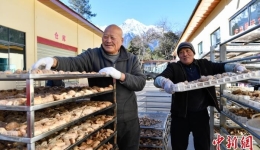 西藏波密：藏天麻种植成为村民增收新引擎