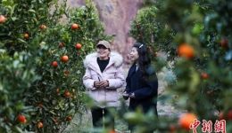 西藏芒康：冬至前康巴蜜橘喜获丰收