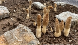 唱响冬忙欢乐颂——西藏昌都积极探索羊肚菌反季节栽培