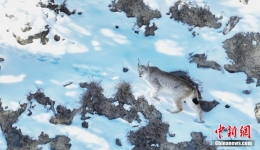 Delingha, Qinghai: Cute Lynxes Walk Leisurely on Mountain