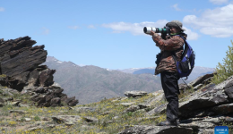 Feature: Chasing butterflies, protecting nature amid Xinjiang's wilderness