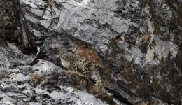 Chinese researchers complete world's largest snow leopard population survey spanning 360,000 square km