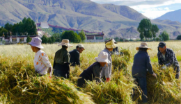 西藏2024年粮食总产量突破110万吨