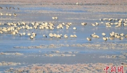 Black-necked cranes wintering in southwest China hit record high