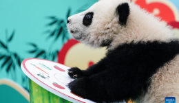 Panda cubs send Spring Festival greetings from southwest China