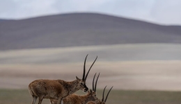 How UNESCO-listed Hoh Xil transforms from poaching hotspot to model for wildlife protection