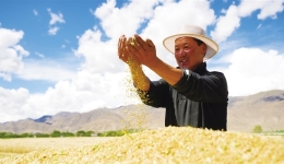 “农”墨重彩“丰”景好 2024年西藏粮食产量达112.9万吨