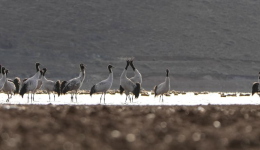 Overwintering Black-necked cranes pictured in Lhasa, China's Xizang