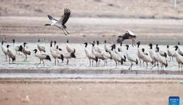 Black-necked cranes overwinter in Lhunzhub County of Lhasa, China's Xizang