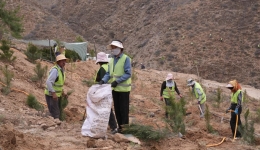 Large-scale greening project in Xizang bears fruit