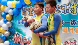 The First Captive-Bred Spotted Seal on the Qinghai-Xizang Plateau Celebrated Its First Month of Life