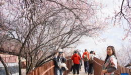 Peach blossoms in full bloom in Nyingchi, China's Xizang