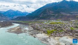 Tourism flourishes in Xizang's Nyingchi amid peach blossoms