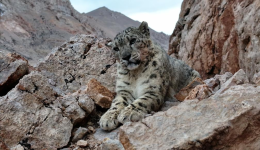 Snow leopard seen in Gerze County of Ngari Prefecture, China's Xizang