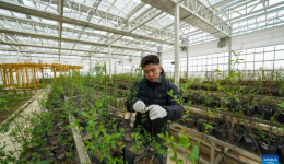 Xizang's Nagqu City grows trees at 4,500 meters after decades of practice