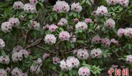 Bome, Xizang: Wild Azaleas Blossom to Create a Grand View in Spring
