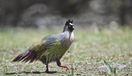 Man turns birdwatching into booming business in NW China's Qinghai