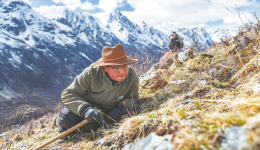 Fungus is peak prize for alpine herders