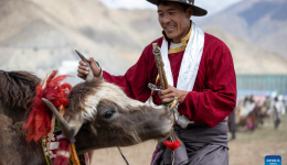 In pics: traditional yak racing in Lhasa, China's Xizang