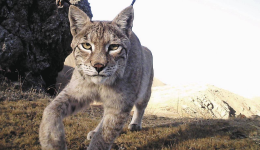 云端生灵谱——祁连山国家公园候选区青海片区的生命回响