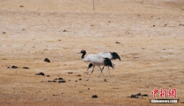 Black-Necked Cranes Make Stopover in Dulan County, Qinghai Province