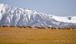 EcoChina|Birth-giving migratory journey of Tibetan antelopes in SW China's Xizang