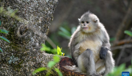 Population of Yunnan golden hair monkey surges thanks to protection efforts