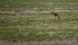 China releases new grassland vegetation map of 