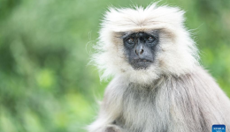 Himalayan langurs observed in Yadong County, China's Xizang