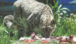 Snow leopard's birthday shows China's efforts in biodiversity conservation
