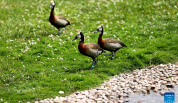 LensToLens: Wetlands guard bird species from plateau to urban landscape