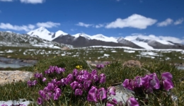 Dataset on cultivated pastures boosts eco-protection on Qinghai-Tibet Plateau