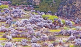 Village in SW China's Xizang thrives on peach blossoms