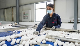 Xizang achieves self-sufficiency in eggs with world's highest layer farm