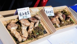 科技赋能 “先”达万家 2025雅江松茸开山季开启“鲜”速度时代