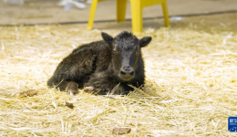 我国科学家成功克隆牦牛