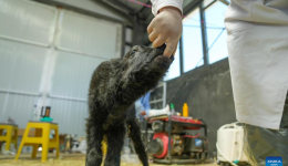 Cloned yak born via caesarean section at yak breeding base in Xizang, SW China