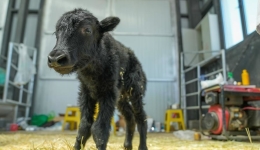 Chinese scientists successfully clone yak