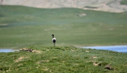 Black-necked cranes rebound as China boosts biodiversity efforts