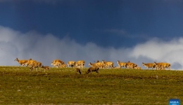 Conservation measures help Tibetan antelope migrate in SW China's Xizang