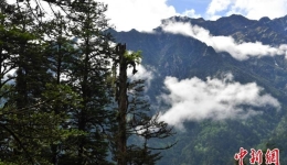 Unveil the Beauty of Sichuan's Wuhua Forest