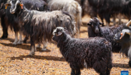 Black goat breeding boosts rural economy in Banbar County, China's Xizang