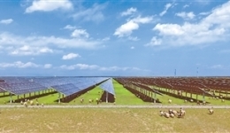 NW China's Qinghai combats desertification through solar power generation and animal husbandry