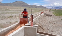 Bold experiment transforms barren desert into green pasture in Xizang