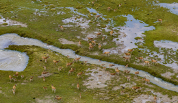 Community-led grassland project reshapes rural economy in Xizang